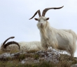 Wales_55 Cashmere Goats