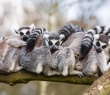Animals_98 Ring Tailed Lemurs