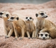 Animals_99 Family of Meerkats