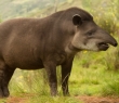 Animals_96 Female Tapir