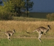 Animals_101 Kangaroo & Joey