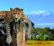 Animals_104 Jaguar