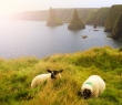 Animals_106 Scotland wool industry