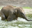 Animals_130 Baby Elephant