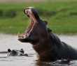 Animals_131 Hippo