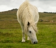 Animals_108 Wild horse in Dartmoor National Park in Devon