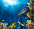 Animals_133 Underwater coral reef