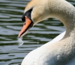 Animals_109 Mute swan