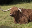 Scotland_85 Highland Cow, Blair Atholl, Perthshire