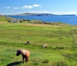 Scotland_92 Shetland Ponies, Shetland Islands