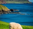 Scotland_94 Sheep on the coast