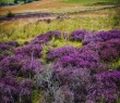Scotland_77 Purple Heather, Morning Hill, Peeblesshire