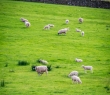 England_147 Pasture of Sheep, Lake District