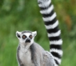 Animals_143 Ring-Tailed Lemur