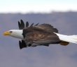 Animals_144 An Amercian Bald Eagle gliding