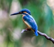 Animals_146 Common Kingfisher