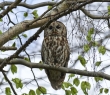 Animals_148 Tawny Owl