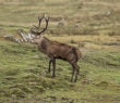 Animals_149 Red Stag on hillside in the Highlands of Scotland