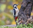 Animals_154G Great Spotted Woodpecker