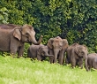 Animals_159G Beautiful Family of Asian Elephants
