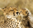 Animals_161G Cheetah, Tanzania