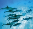 Aninals_162G Spinner Dolphins