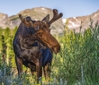 Animals_160G Bull Moose at Sprague Lake