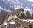 Animals_156G Snow Leopard, Nepal