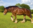 Animals_164G Shire Horse