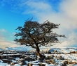 England_166G Single hawthorn tree, Yorkshire Dales National Park