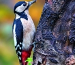Animals_167G Great Spotted Woodpecker
