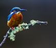 Animals_19 Common Kingfisher