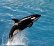 Animals_168 Orca Jumping