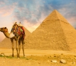 World_10 Camel Standing in Front Pyramids of Giza, Egypt