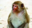 Animals_04 Indian Makak Monkey