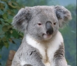 Animals_32 Koala