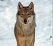 Animals_26 Grey Wolf in snow