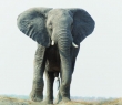 Animals_31 African Elephant 