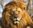 Animals_03 Male Lion