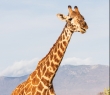 Animals_35 Giraffe in Kenya