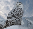 Animals_41 Snowy Owl Portrait