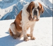 Animals_46 Big St. Bernard Dog in snow mountain landscape