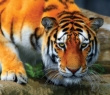 Animals_11 Bengal Tiger