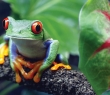 Animals_09 Red-Eyed Tree Frog