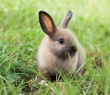 Animals_49 Rabbit in Grass
