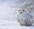 Animals_47 Snowy Owl Sitting on the Snow