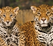 Animals_23 Jaguar Family