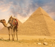 Animals_48 Camel Standing in front of Pyramids