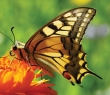Animals_05 Papilio Machaon Butterfly Sitting On Marigold