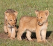Animals_51 Lion Cubs